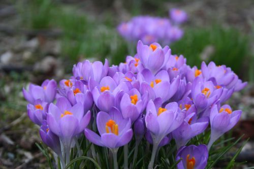 Crocus tommasinianus 'Whitewell Purple'  bestellen